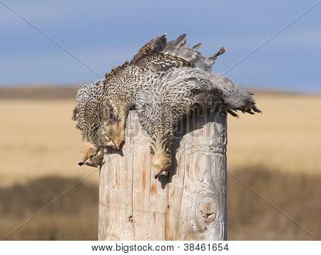 Sharptailed Grouse