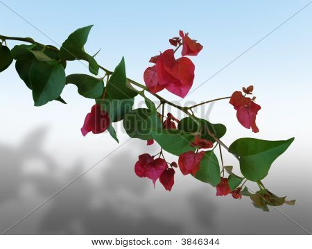 Trooppiset kukat Bougainvillea