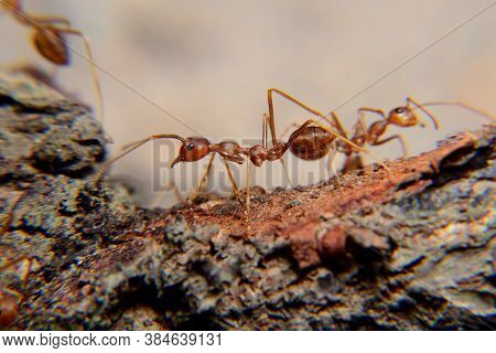 Weaver Ants Or Green Ants. Weaver Ants Live In Trees And Are Known For Their Unique Nest Building Be