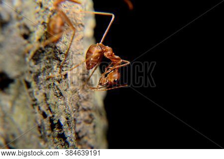 Weaver Ants Or Green Ants. Weaver Ants Live In Trees And Are Known For Their Unique Nest Building Be