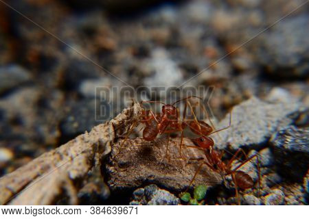 Weaver Ants Or Green Ants. Weaver Ants Live In Trees And Are Known For Their Unique Nest Building Be