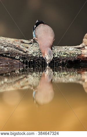 The Eurasian Jay (garrulus Glandarius) Drinks At Sunrise With The Small Watering Hole