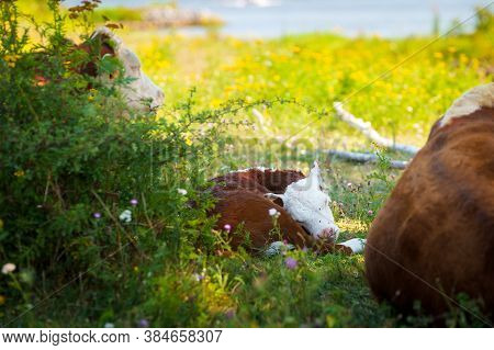 Young Brwon Spotted  Cows On The Floodplains Of A Dutch River. It's Early In The Morning On A Sunny 
