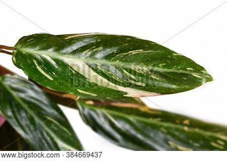 Leaf Of 'stromanthe Sanguinea Magicstar' Plant Leaves With White Variegation Spot Pattern On Top And