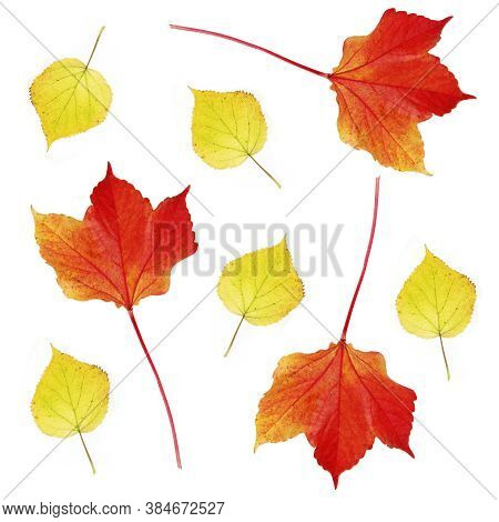 Autumn Leaves On White Background, Abstract Texture