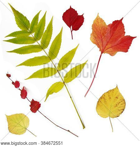 Autumn Leaves Set On White Background, Abstract Texture