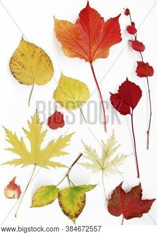 Autumn Leaves Set On White Background, Abstract Texture