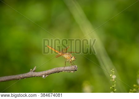 Brachythemis Contaminata Or Ditch Jewel A Dragonfly Species Perched In Natural Green Background At K