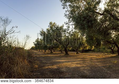 Tranquil Scene At Sunset In San Mateu