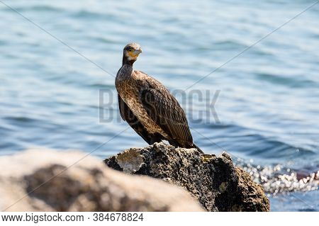 Great Black Cormorant On A Stone. A Large Black Bird Sits On The Background Of The Sea And Looks Int