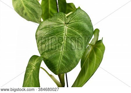 Heart Shaped Leaf Of Tropical 'syngonium Macrophyllum Frosted Heart' Houseplant Isolated On White Ba