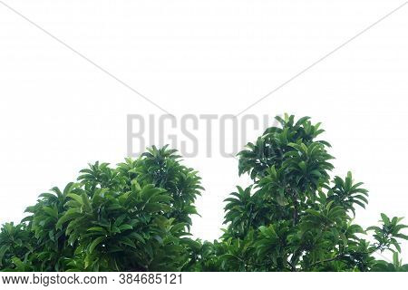 Tropical Elephant Apple Tree With Leaves On White Isolated Background For Green Foliage Backdrop