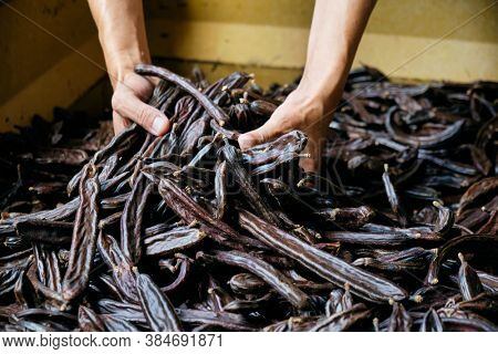 closeup of a young caucasian farmer man with a bunch of ripe carob beans in his hands during the harvest