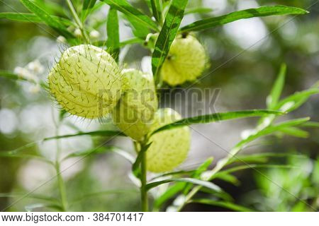 Gomphocarpus Physocarpus , Balloon Plants Ornamental Tree / Balloon Cotton Bush Swan Plant