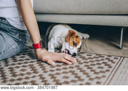 Adorable Puppy Jack Russell Terrier On The Capet Playing With Owner.  Portrait Of A Little Dog.