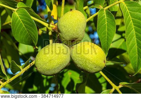 Three Green Walnuts On Branch In Garden Ripens Before Harvesting