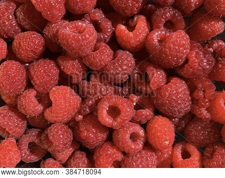 Background Texture: Red Raspberries On A Black Background. Ripe Raspberries, Close-up.
