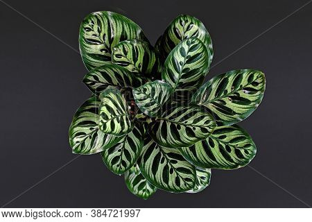Top View Of Tropical 'calathea Makoyana' Prayer Plant, A House Plant With Beautiful Exotic Pattern O