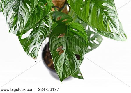 Close Up Of Leaf With Holes Of Tropical 'monstera Adansonii' Or 'monstera Monkey Mask' Vine House Pl