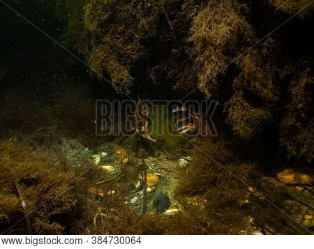 A Closeup Picture Of A Crab In A Beautiful Marine Environment. Picture From Oresund, Malmo In Southe