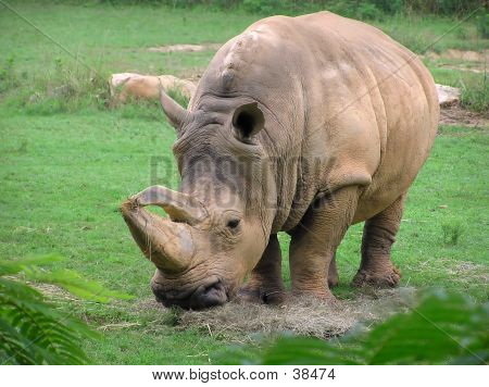 Rhino