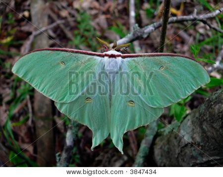 Nighr 나비 (Actias 아 르 테미스)