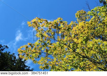 Low Angle View Of Tree Leaves With Blue Sky