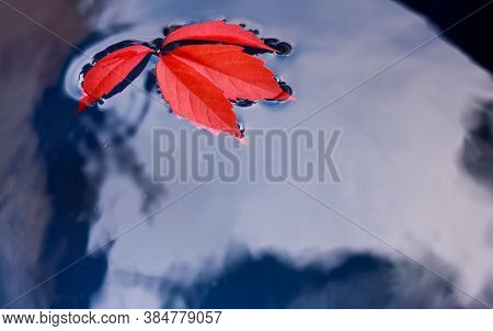 An Autumn Red Leaf Is In Blue Water. Concept: Seasons.