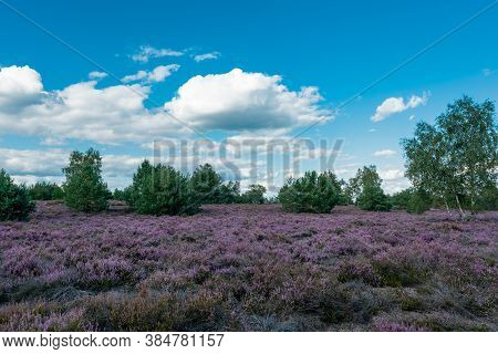 Scenic Panorama Of A German Heather Landscape In Autumn With Purple Flowering Erica Plants, Birches 