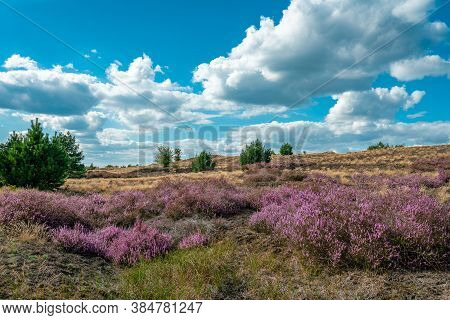 Scenic Panorama Of A German Heather Landscape In Autumn With Purple Flowering Erica Plants, Birches 