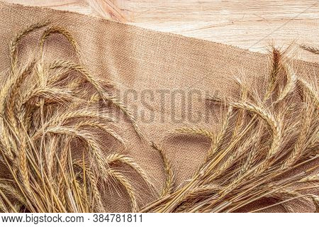 Wheat Rye Barley Oat Seeds. Whole, Barley, Harvest Wheat Sprouts. Wheat Grain Ear Or Rye Spike Plant