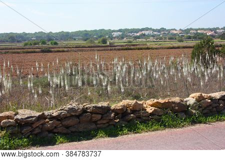 Field Of White Wild Flower Species Of Purple Wild Fennel Or Glasswort Ramosissima Salicornia In Bale