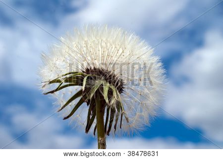 Dandelion
