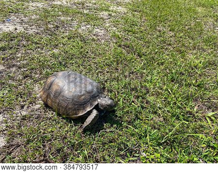 A Gopher Tortoise Walking On A Grassy Area In Florida.