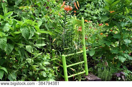 Greenline Garden With Wooden Chair