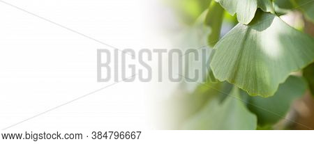 Ginkgo Tree (ginkgo Biloba) Or Gingko With Brightly Green New Leaves Against White Background. Fresh
