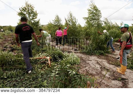 Eunapolis, Bahia / Brazil - April 21, 2010: Members Of The Landless Movement - Mst - Are Seen Cuttin