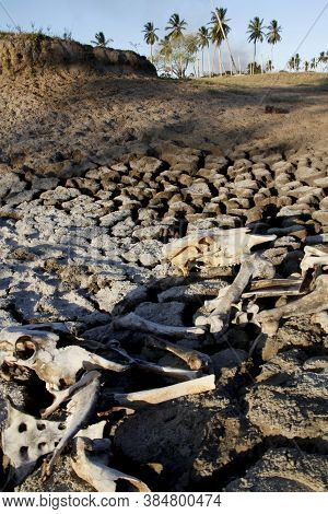 Conde, Bahia / Brazil - March 23, 2011: Animal Bone Is Seen In Dry Pasture Due To Lack Of Rain In Th
