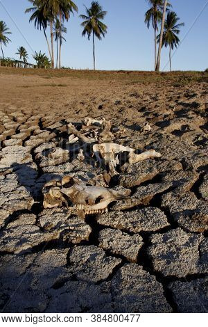 Conde, Bahia / Brazil - March 23, 2011: Animal Bone Is Seen In Dry Pasture Due To Lack Of Rain In Th