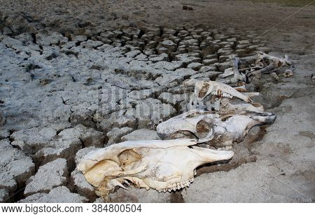 Conde, Bahia / Brazil - March 23, 2011: Animal Bone Is Seen In Dry Pasture Due To Lack Of Rain In Th