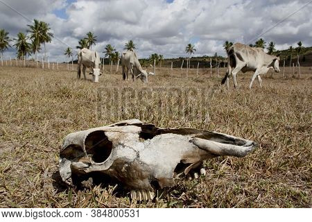 Conde, Bahia / Brazil - March 23, 2011: Animal Bone Is Seen In Dry Pasture Due To Lack Of Rain In Th