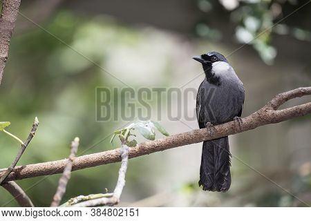 The Black-throated Laughingthrush (garrulax Chinensis) Is A Species Of Bird In The Leiothrichidae Fa