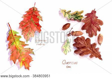 Set Of Oak Autumn Leaves Quercus Rubra And Quercus, Watercolor Pattern On A White Background