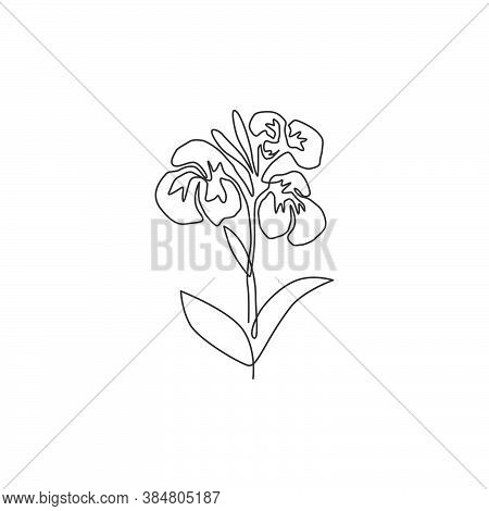 One Continuous Line Drawing Beauty Fresh Canna For Garden Logo. Printable Decorative Canna Lily Flow