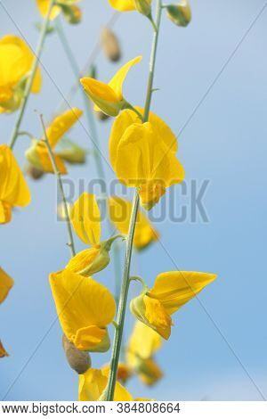 Yellow Sunn Hemp Flower In Nature Garden
