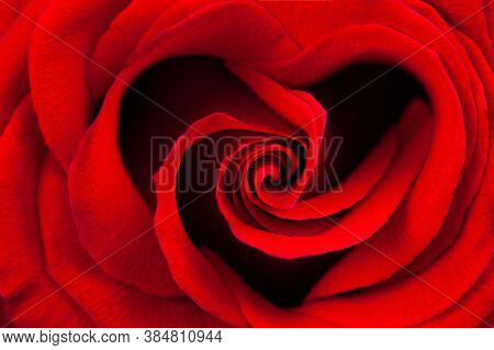 Rose Flower Background. Colorful Roses Flower Pattern. Roses Flower Bouquet. Garden Rose. Red Rose.