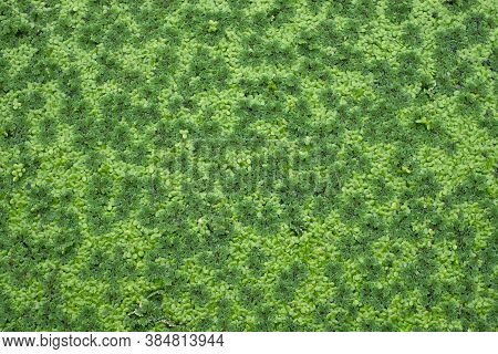Top View Of Green Fresh Azolla ( Mosquito Fern ) Is A Kind Of Small Water Fern On The Water, Duckwee