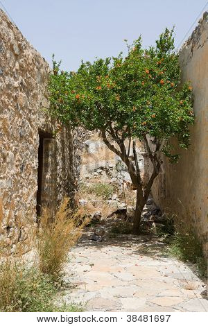 BlÃ¼te grÃ¼n Baum wÃ¤chst auf der schmalen StraÃŸe zwischen Steinmauern