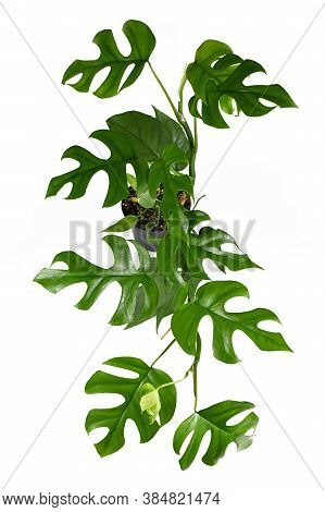 Full Tropical  'rhaphidophora Tetrasperma' House Plant With Small Leaves With Windows, Also Called '