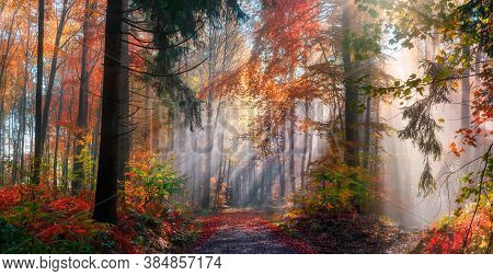 Magical Autumn Scenery In A Dreamy Forest, With Rays Of Sunlight Beautifully Illuminating The Wafts 